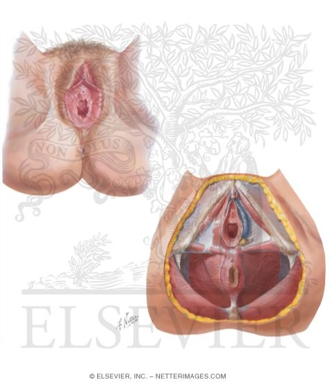 Female Perineum and Superficial Perineal Pouch