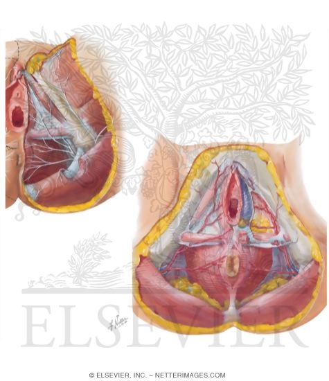 Watermarked preview of unlabeled image: Neurovascular Supply to the Female Perineum