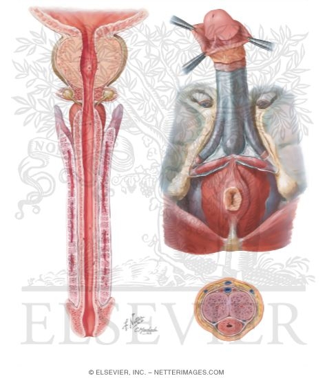 Watermarked preview of unlabeled image: Penis and Urethra