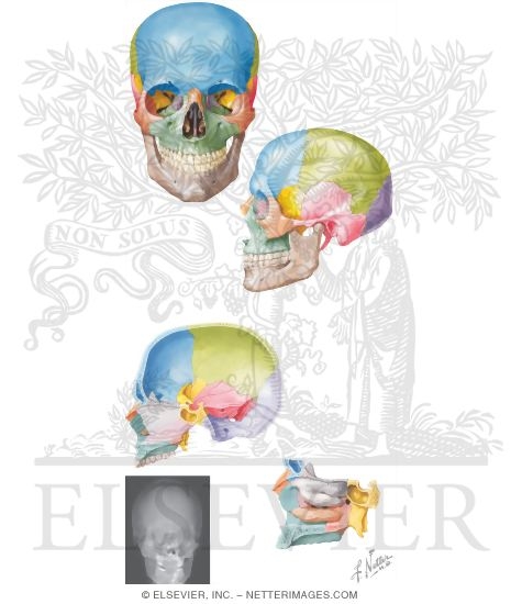 unlabeled skull