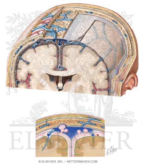 Watermarked preview of unlabeled image: Relationship of Arachnoid Granulations and the Venous System