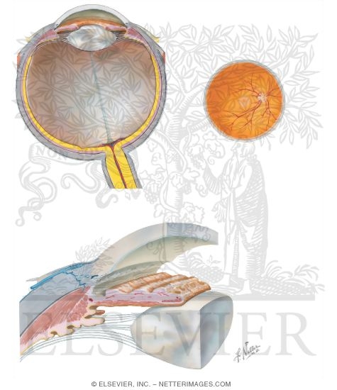 The Eyeball and Retina