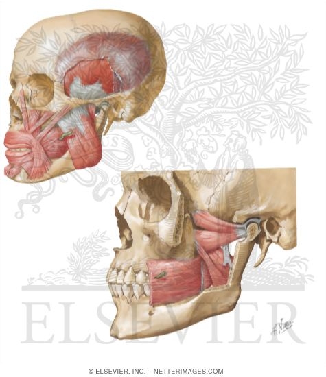 muscles of mastication