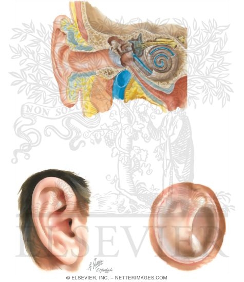 General Anatomy of the Right Ear