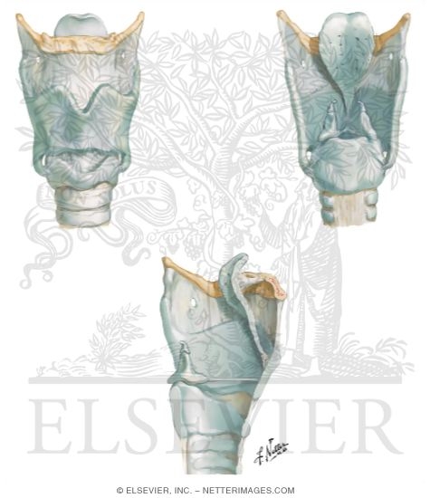 Watermarked preview of unlabeled image: Laryngeal Cartilages, Ligaments, and Membranes