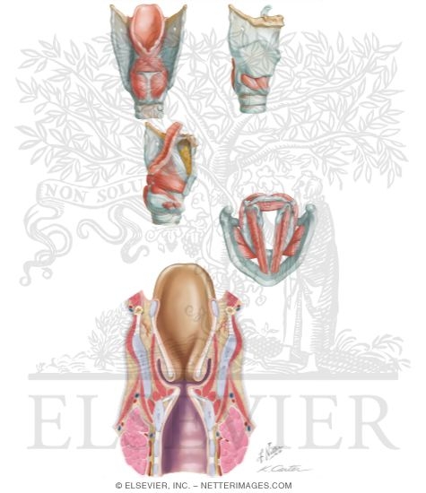 Muscles of the Larynx