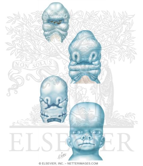 Development of the Face