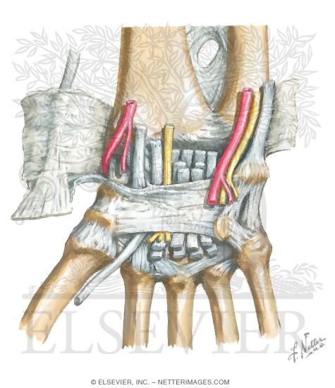 Watermarked preview of unlabeled image: The Carpal Tunnel: Palmar View