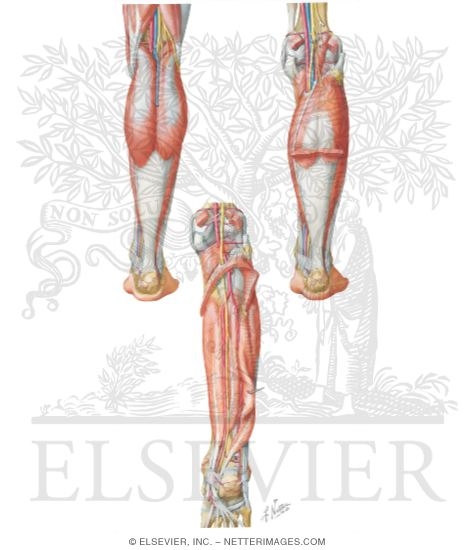 Posterior Compartment Leg Muscles