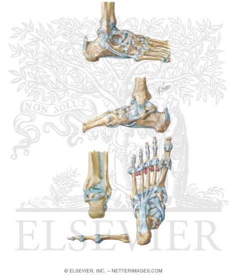 Joints and Ligaments of the Ankle and Foot