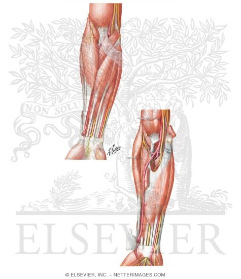 Anterior Compartment Forearm Muscles and Nerves