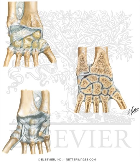 Wrist Joint Ligaments