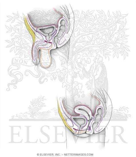Watermarked preview of unlabeled image: Fasciae of the Male and Female Pelvis and Perineum