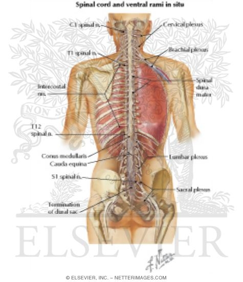 Spinal Cord and Ventral Rami In Situ