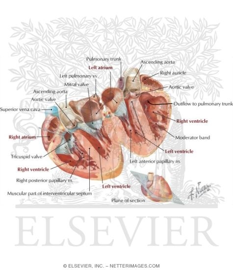 Atria, Ventricles and Interventricular Septum