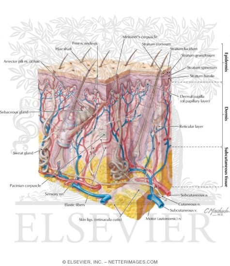 Watermarked preview of labeled image: Cross Section of Skin