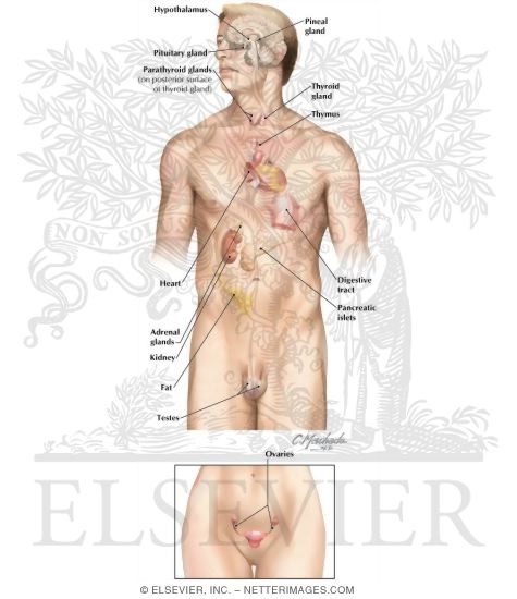 Watermarked preview of labeled image: Endocrine System