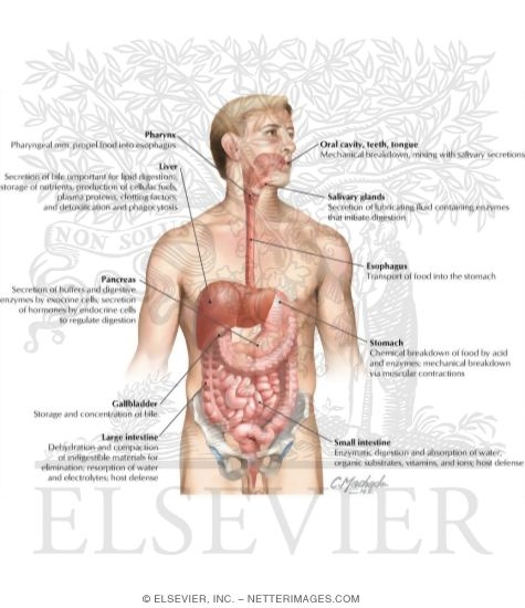 Watermarked preview of labeled image: Gastrointestinal System: Organization