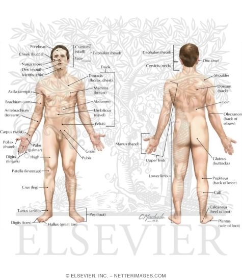 labeled anatomical position diagram