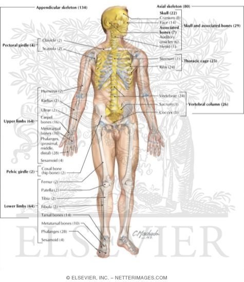 skeletal system axial and appendicular skeleton