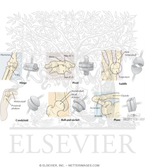 Skeletal System: Types of Synovial Joints