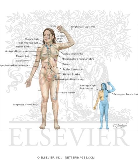Lymphatic System: Organization