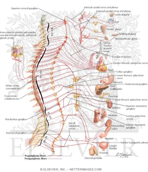 Watermarked preview of labeled image: Sympathetic Nervous System: Schema