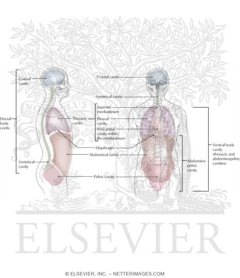 Major Body Cavities