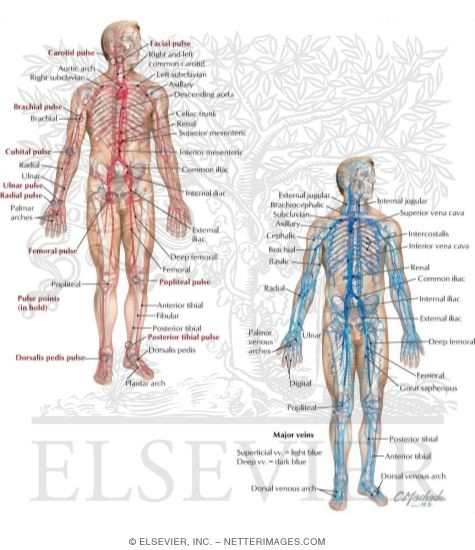 Major Arteries Pulse Points And Veins