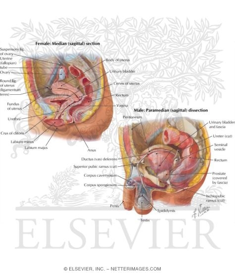 Watermarked preview of labeled image: The Reproductive System