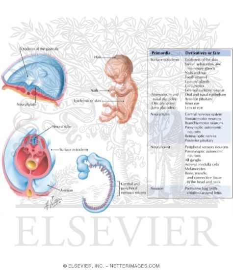 Summary of Ectodermal Derivatives