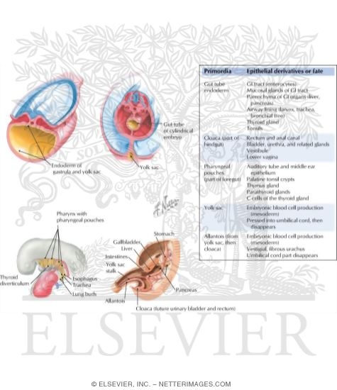 Summary of Endodermal Derivatives