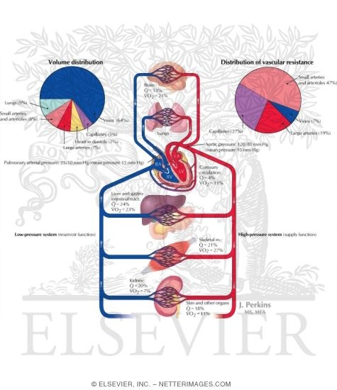 Cardiovascular System Overview