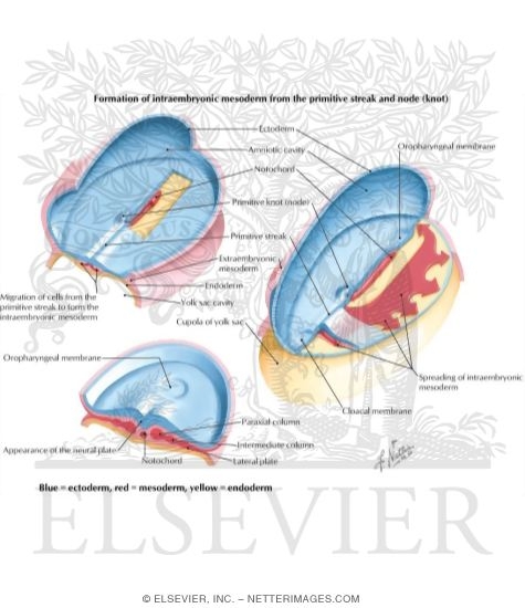 Formation of Intraembryonic Mesoderm
Gastrulation