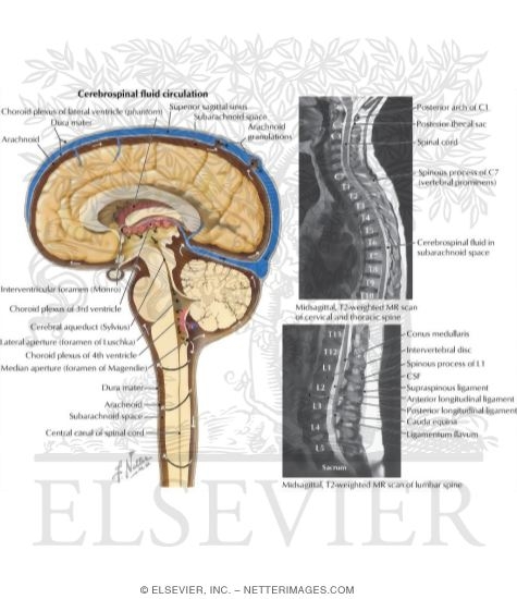 Circulation of Cerebrospinal Fluid