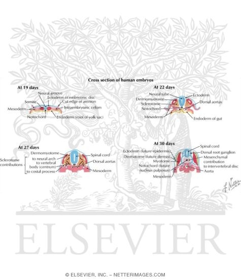 Muscular System: Primordia