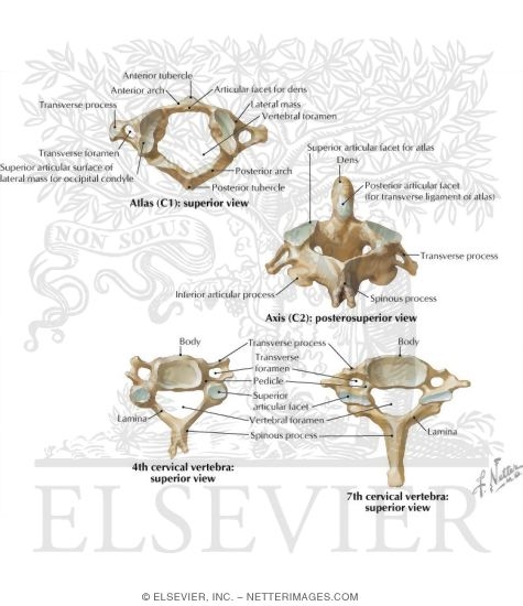 Regional Vertebrae: Cervical
