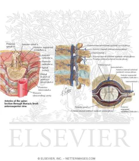 Watermarked preview of labeled image: Arteries and Veins of the Spine