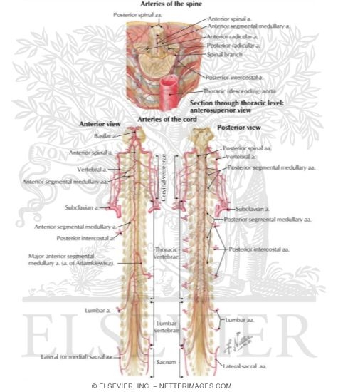 Blood Supply to the Spinal Cord