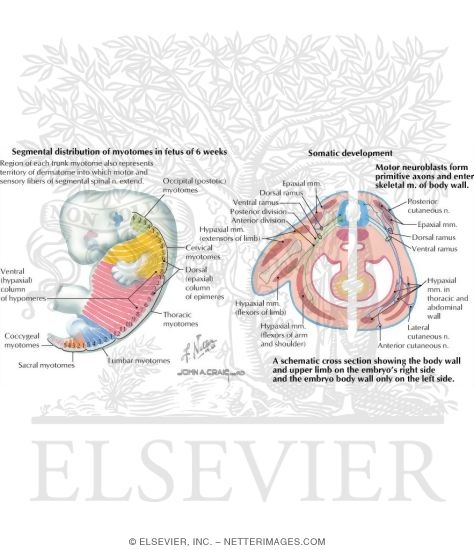 Watermarked preview of labeled image: Myotome Segmentation Into Epimeres and Hypomeres