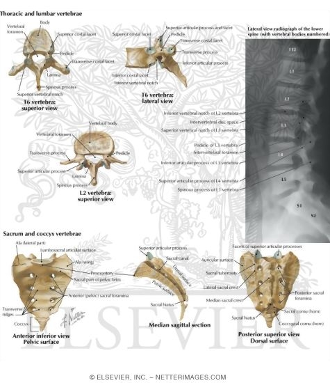 Watermarked preview of labeled image: Representative Vertebrae