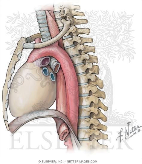 Subdivisions of the Mediastinum