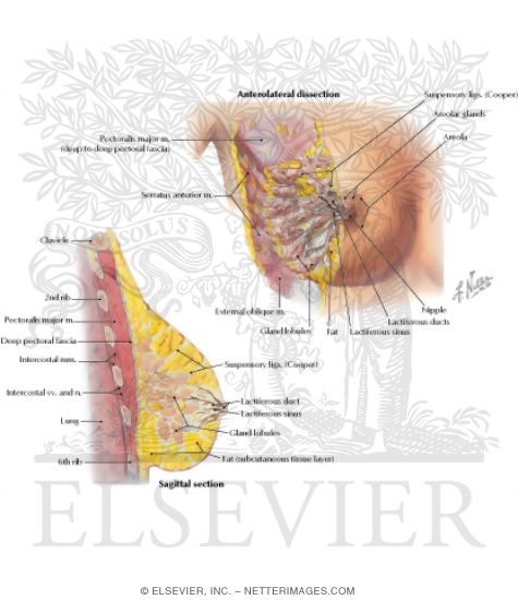 Mammary Gland