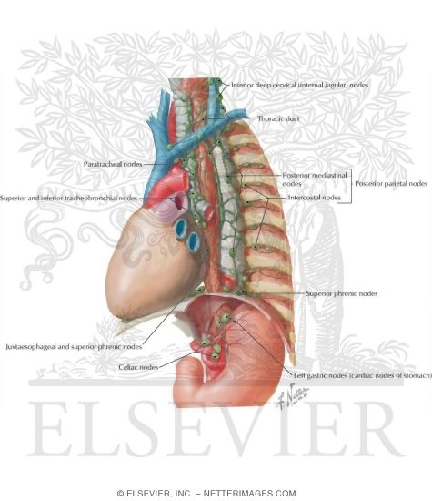 Lymph Vessels and Nodes of Esophagus 
Lymphatic Drainage of Esophagus