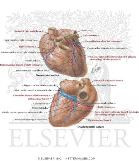 Arteries and Veins of the Heart
Coronary Arteries and Cardiac Veins