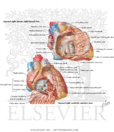 Right Atrium and Right Ventricle