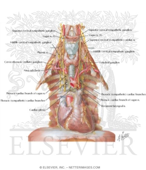 Watermarked preview of labeled image: Nerves of Heart