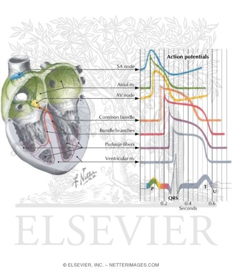 Watermarked preview of labeled image: Physiology of the Specialized Conduction System
Relation of Action Potential From the Various Cardiac Regions to the Body Surface ECG