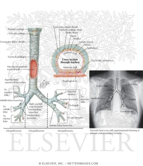 Structure of the Trachea and Major Bronchi
