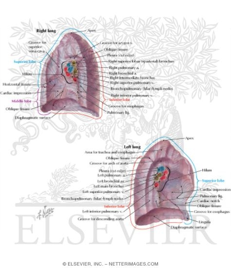 Watermarked preview of labeled image: Lungs: Medial Views 
Medial Surface of Lungs